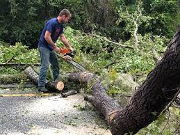 How Our Tree Care Process Works  in  Lannon, WI